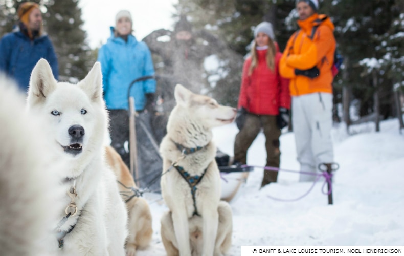 Banff Winter Ski Destination Dog Sled SkiBookings.com